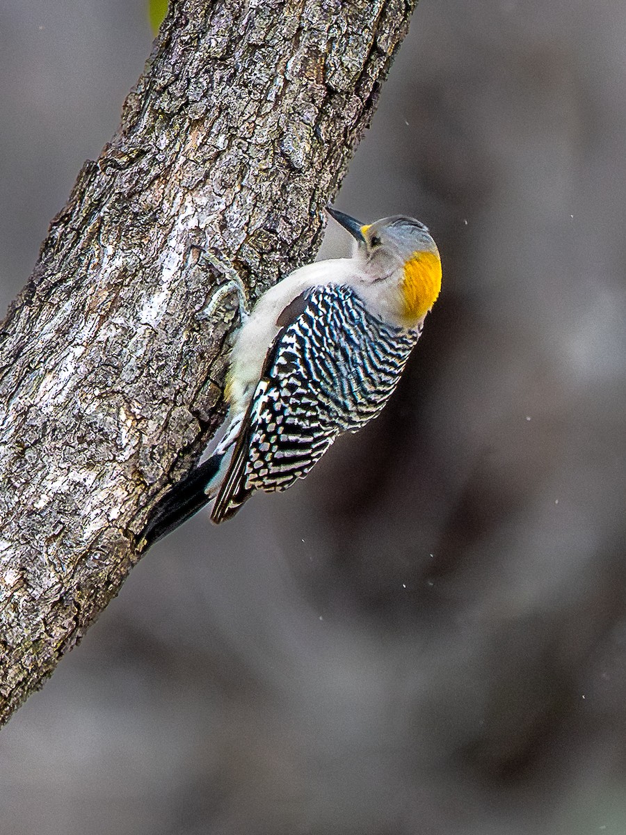 Гіла золотоголова - ML647794985