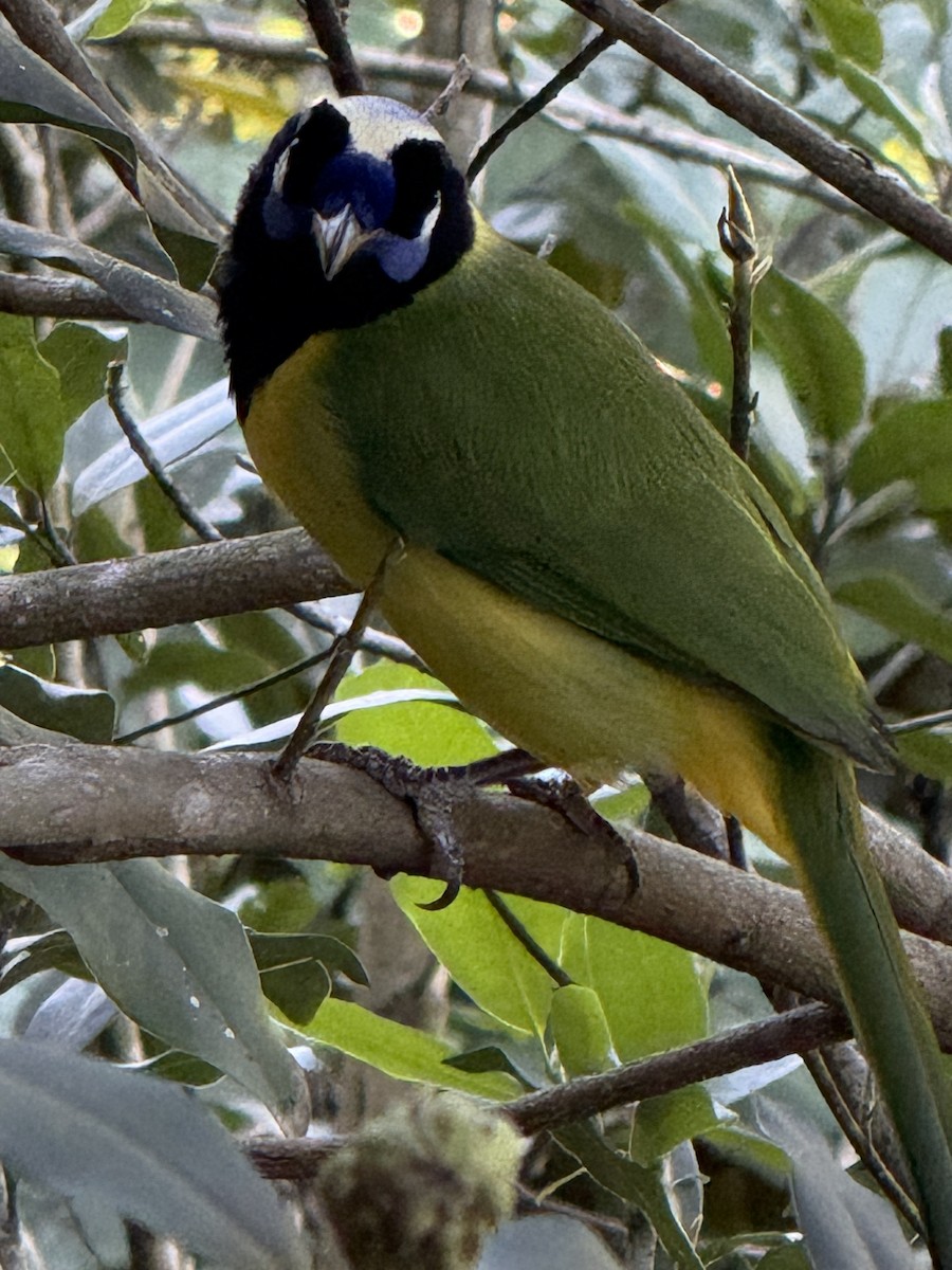 Пая зелена - ML647794990