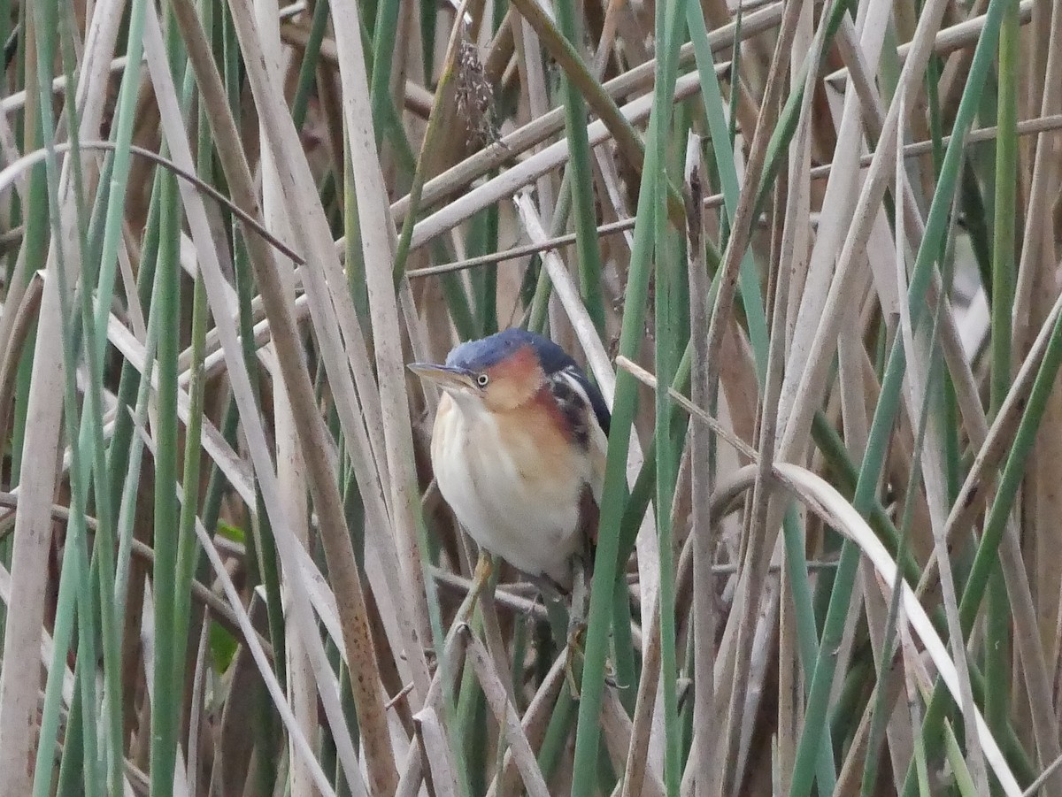 Petit Blongios - ML647795006