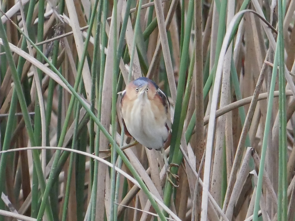 Petit Blongios - ML647795008