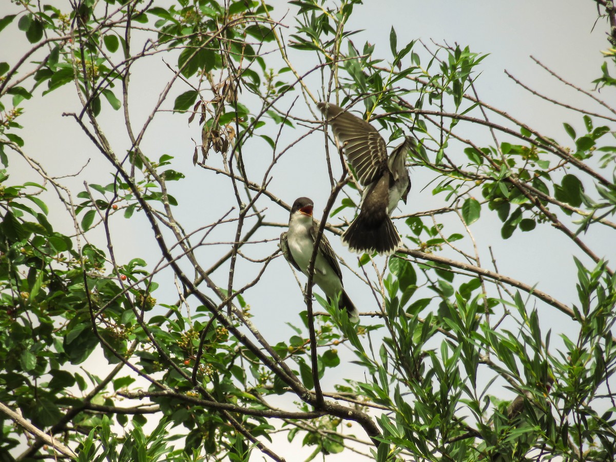 Eastern Kingbird - ML64779501