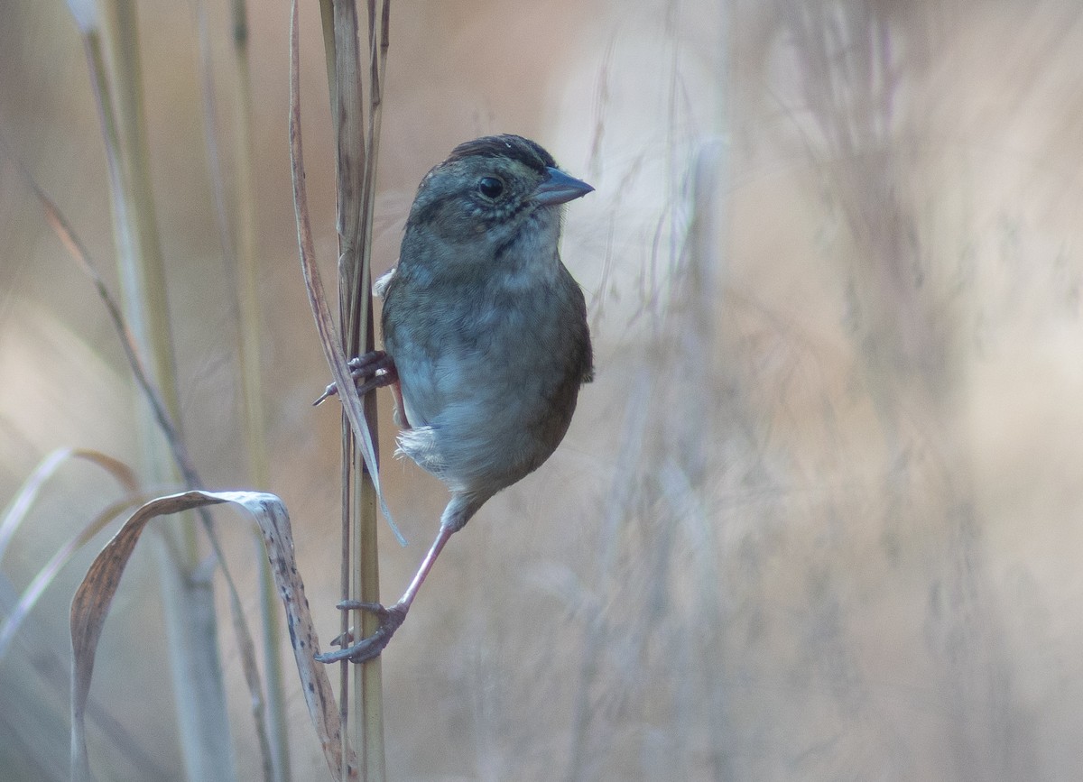 Swamp Sparrow - ML647795030