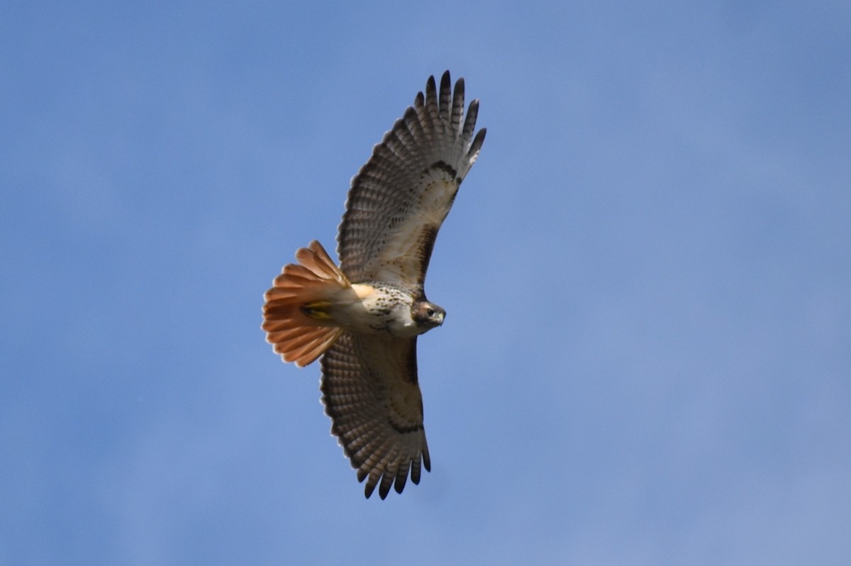 káně rudochvostá - ML647795033