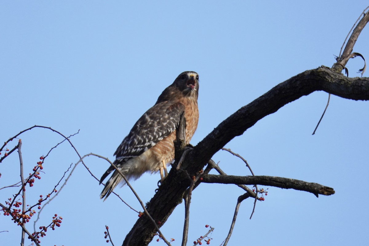 káně páskovaná [skupina lineatus] - ML647795034