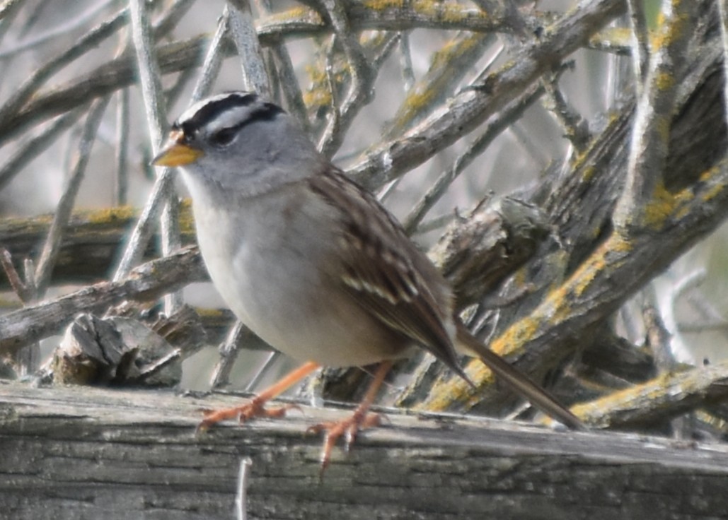 strnadec bělopásý (ssp. nuttalli/pugetensis) - ML647795035