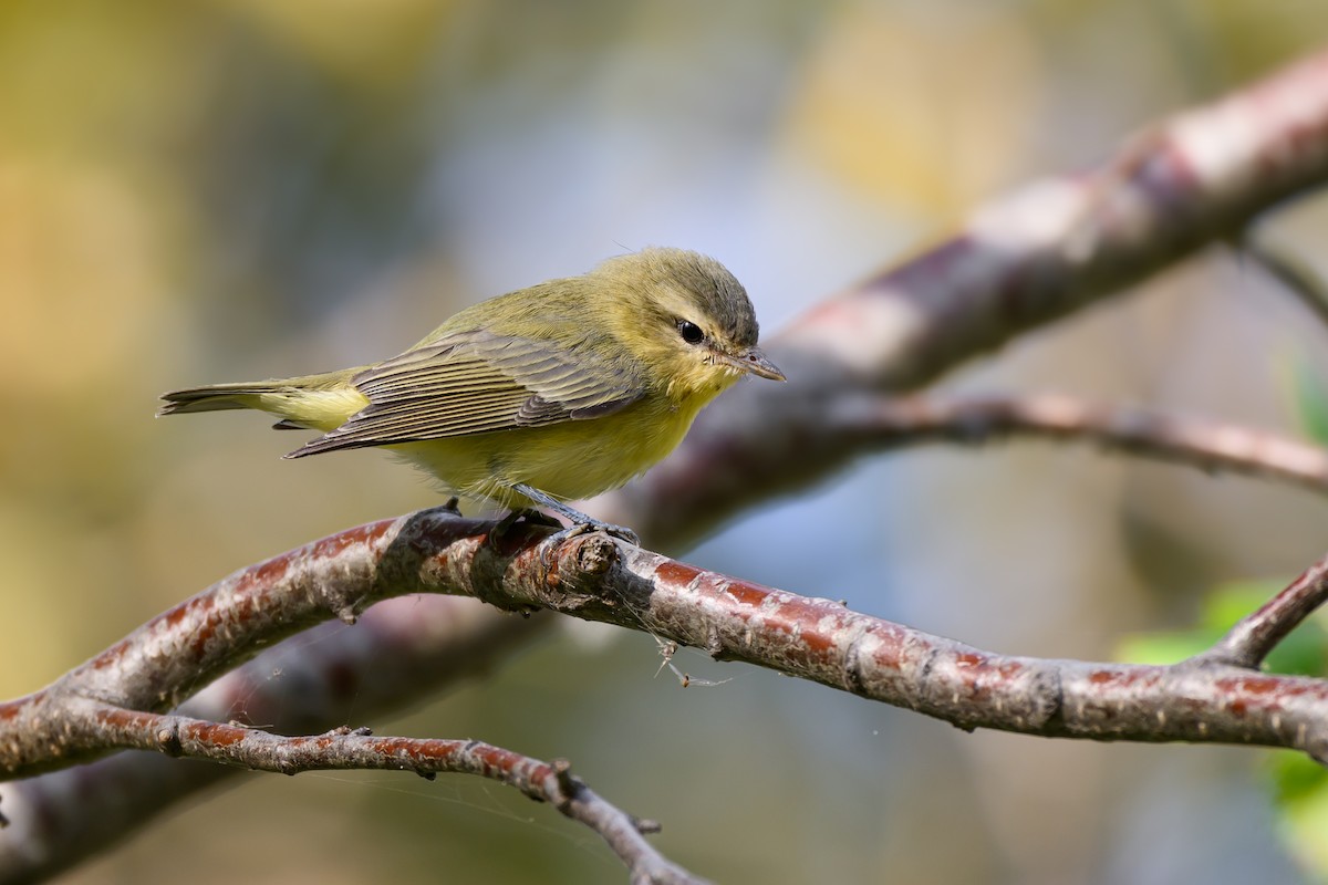 zelenáček kanadský - ML647795036