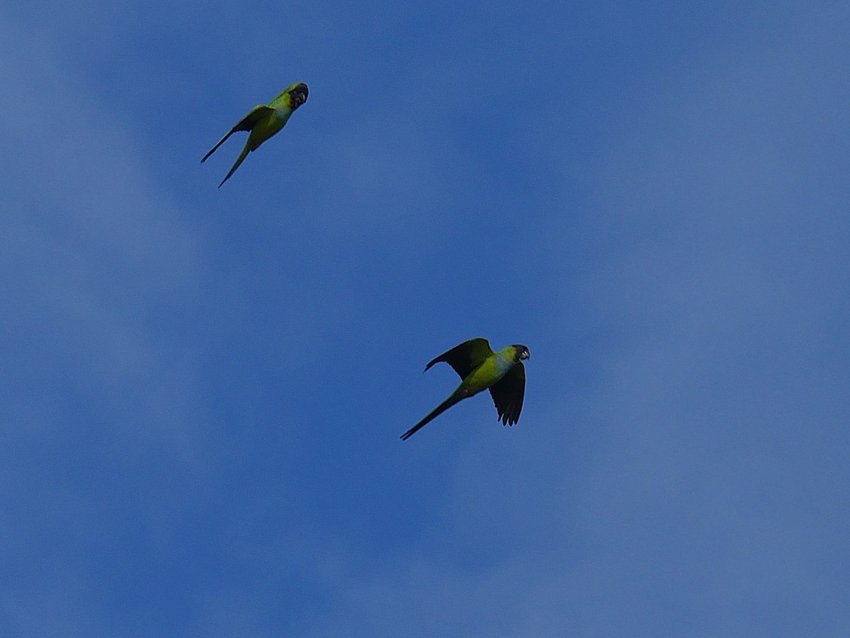 aratinga černohlavý - ML647795037