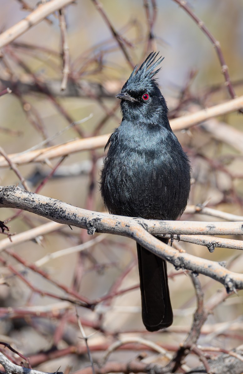 palmovník tmavý - ML647795038