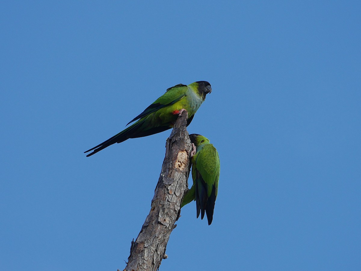 aratinga černohlavý - ML647795039