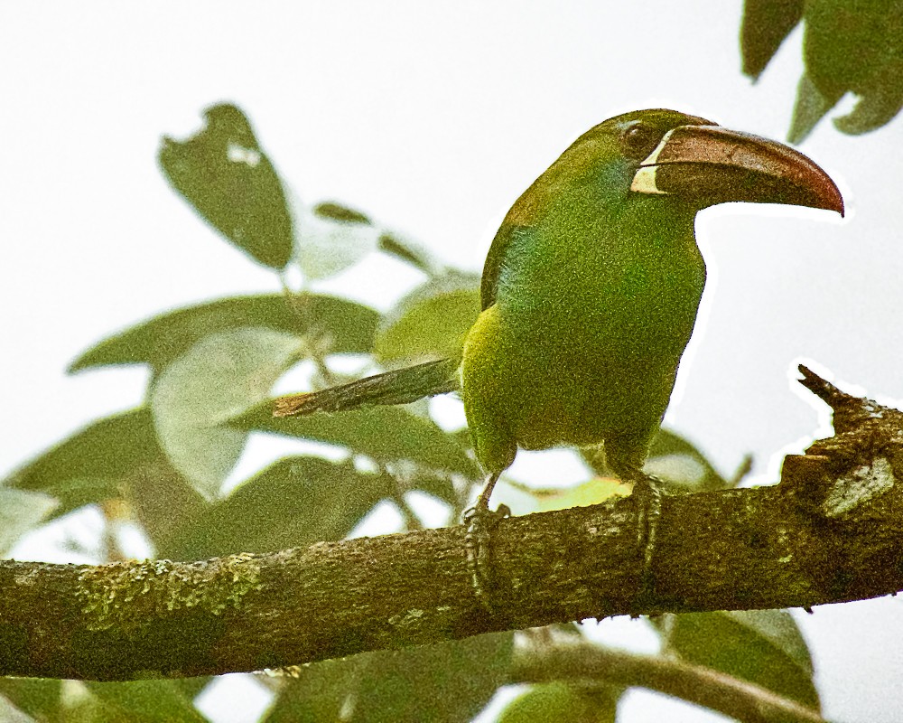 arassari rudokostřečný - ML647795040