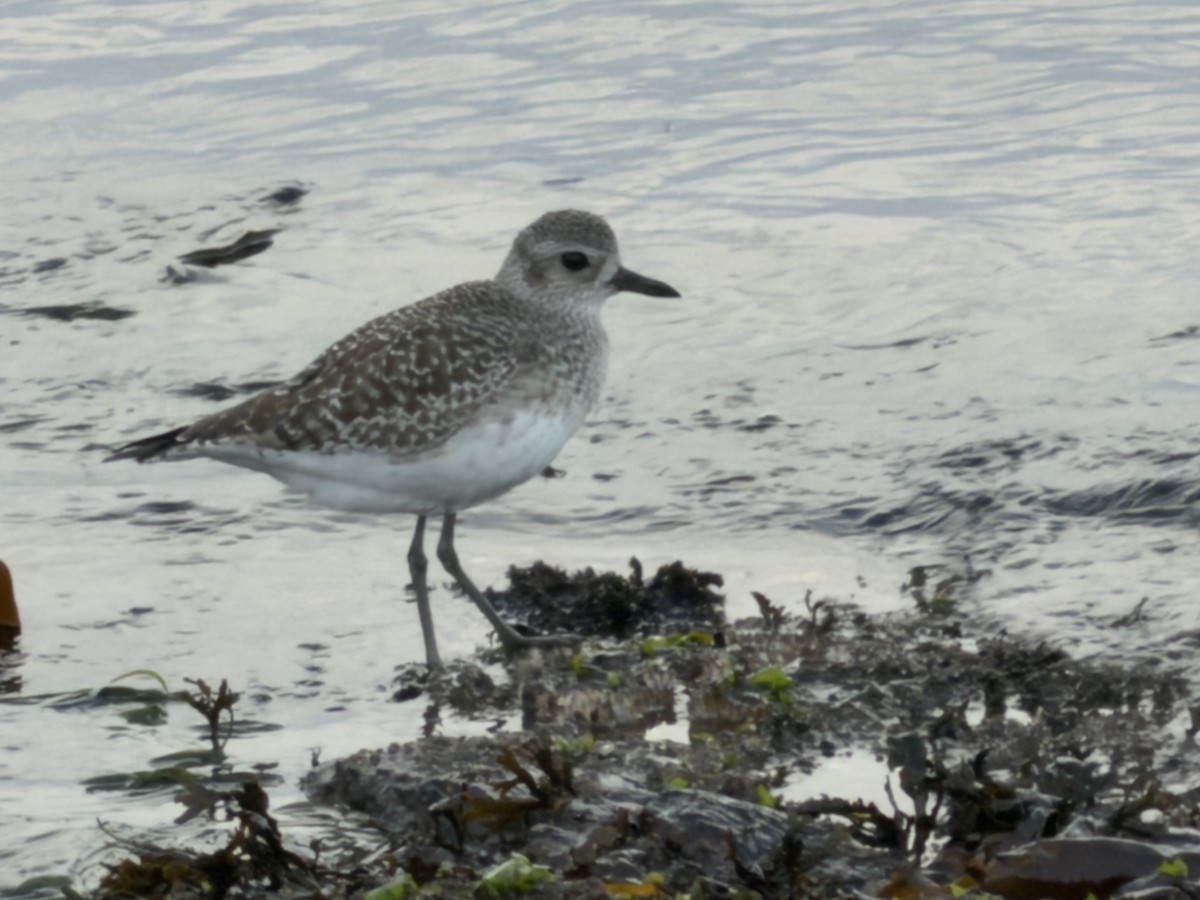 kulík bledý - ML647795041