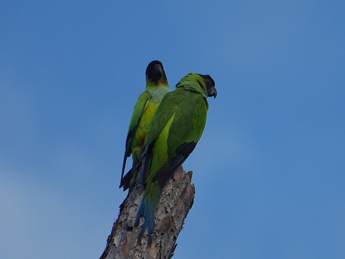 aratinga černohlavý - ML647795043