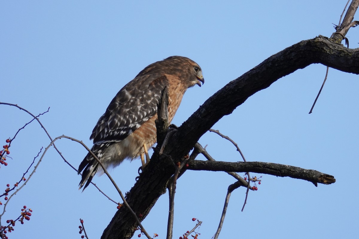 káně páskovaná [skupina lineatus] - ML647795045