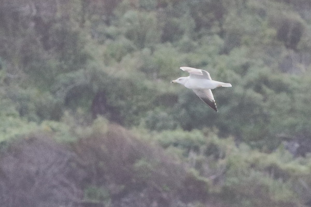 racek kroužkozobý - ML647795046