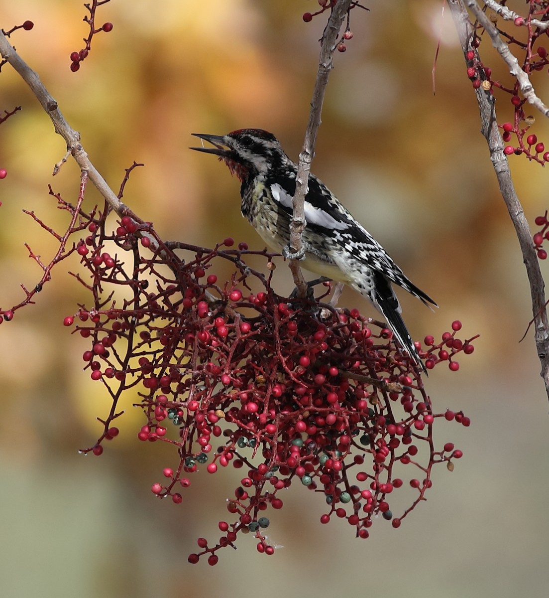 datel rudohrdlý/rudošíjný - ML647795047