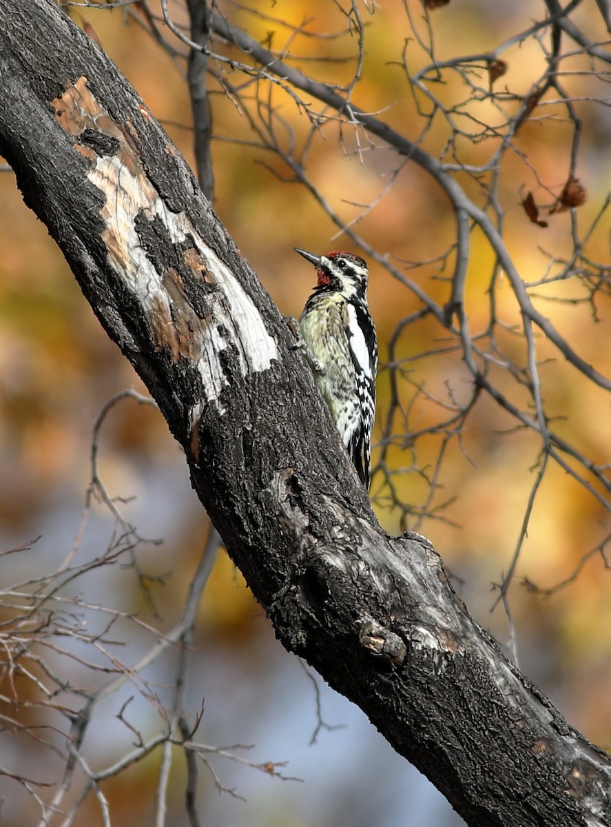 datel rudohrdlý/rudošíjný - ML647795048