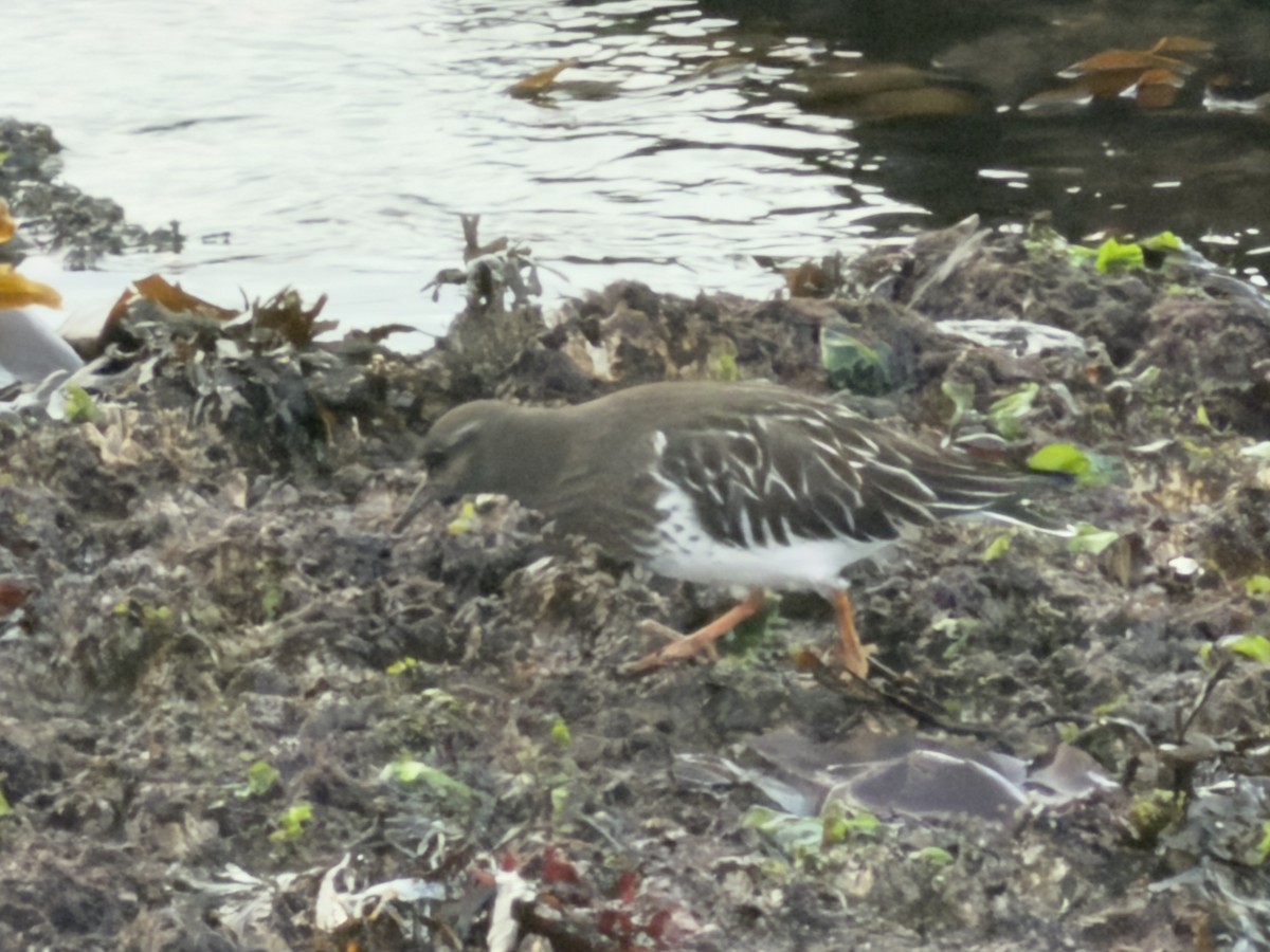 kamenáček černohlavý - ML647795049