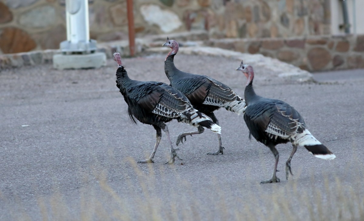 krocan divoký - ML647795051