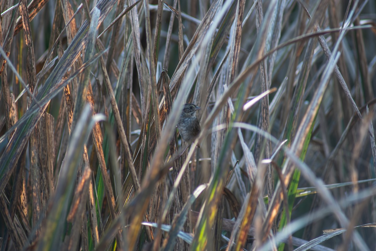 Swamp Sparrow - ML647795053
