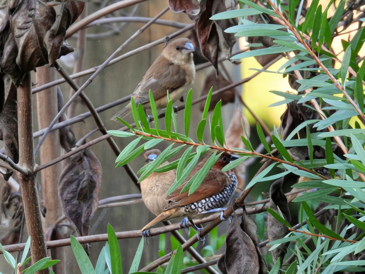 panenka muškátová - ML647795054