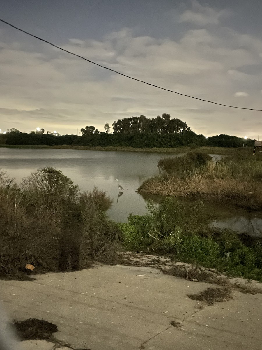 volavka velká - ML647795055