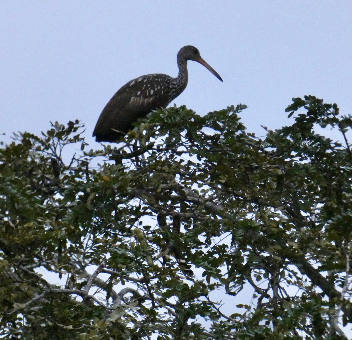 kurlan chřástalovitý - ML647795056