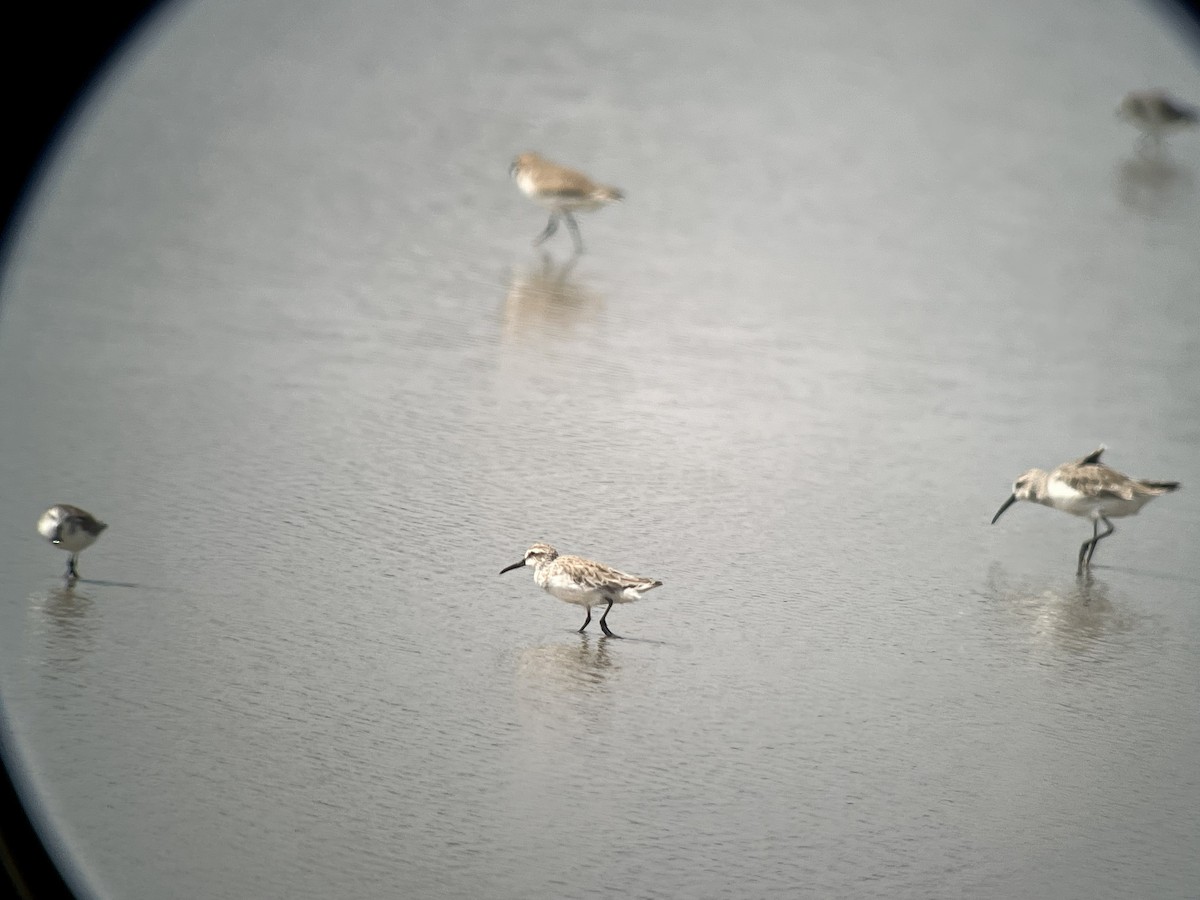 jespáček ploskozobý - ML647795059