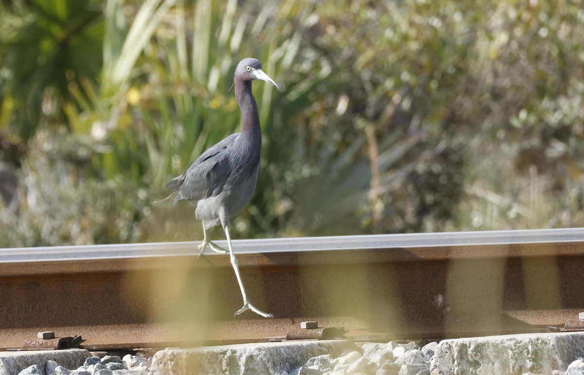 volavka modrošedá - ML647795061