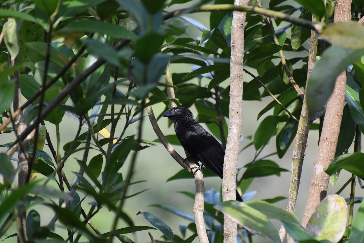 ani rýhozobá - ML647795062