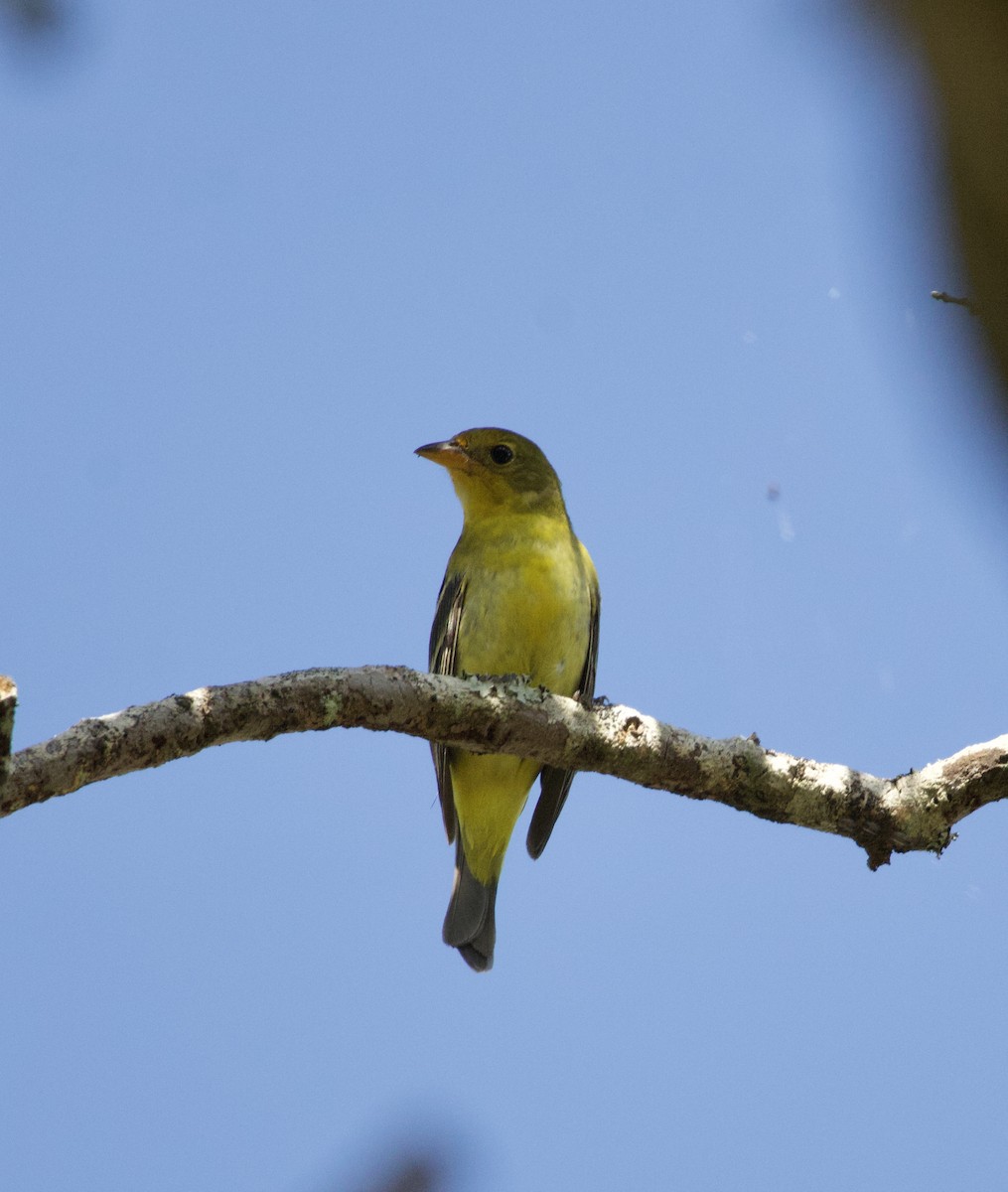 Western Tanager - ML647795064