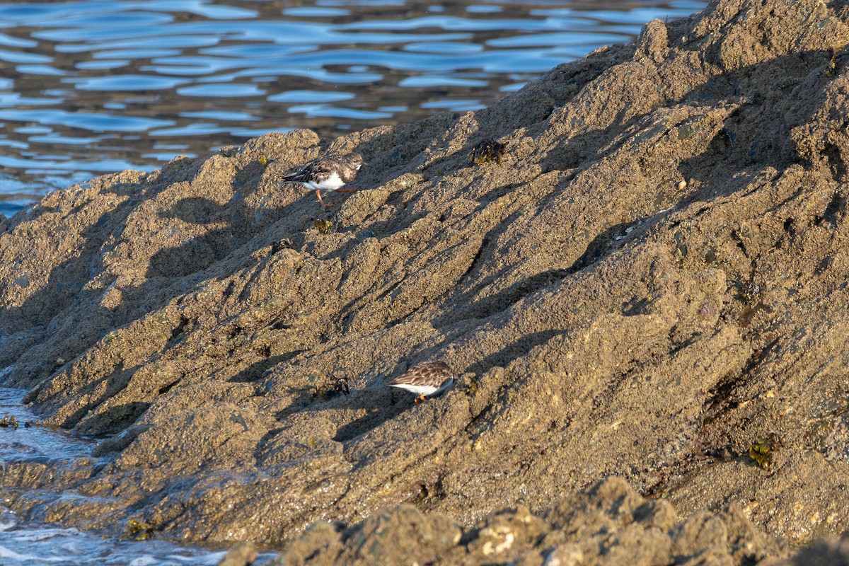 kamenáček pestrý - ML647795065