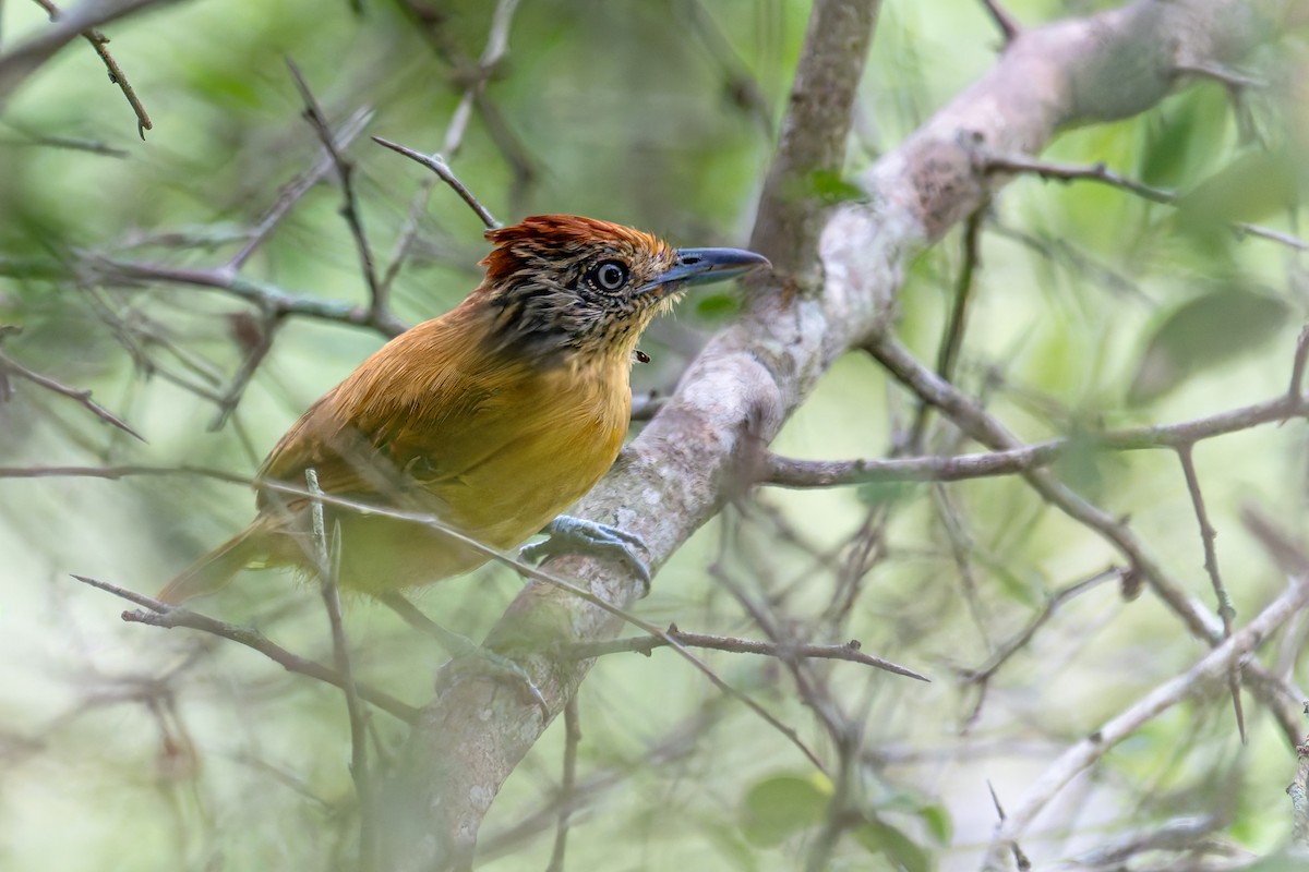 Barred Antshrike - ML647795068