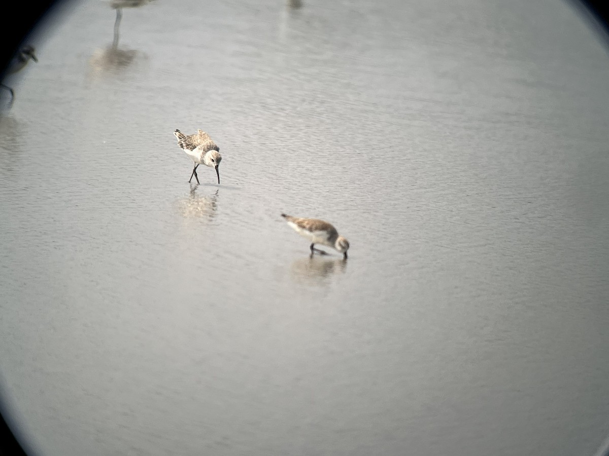 jespák křivozobý - ML647795069