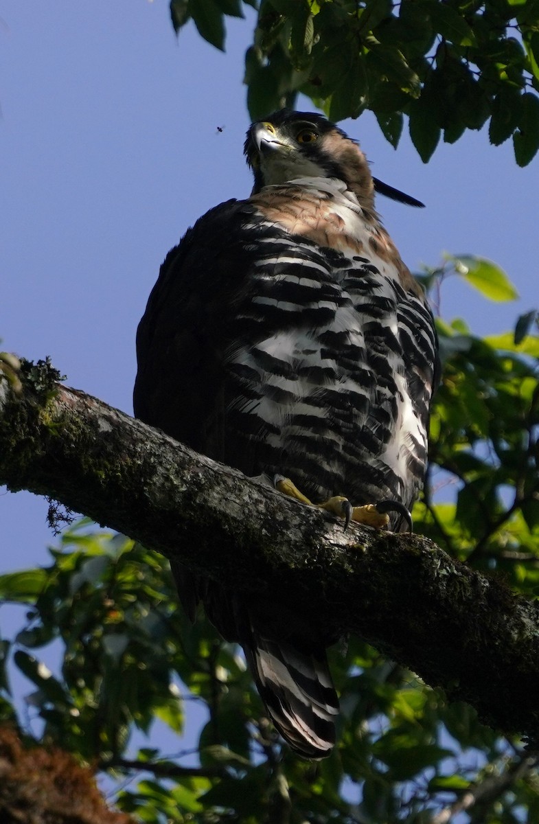Ornate Hawk-Eagle - ML647795097