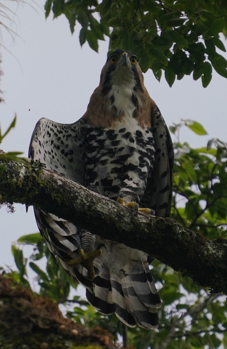 Ornate Hawk-Eagle - ML647795114