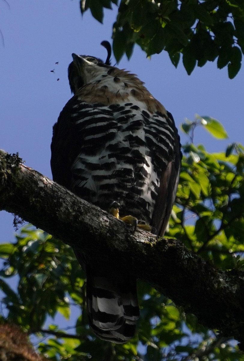 Ornate Hawk-Eagle - ML647795132