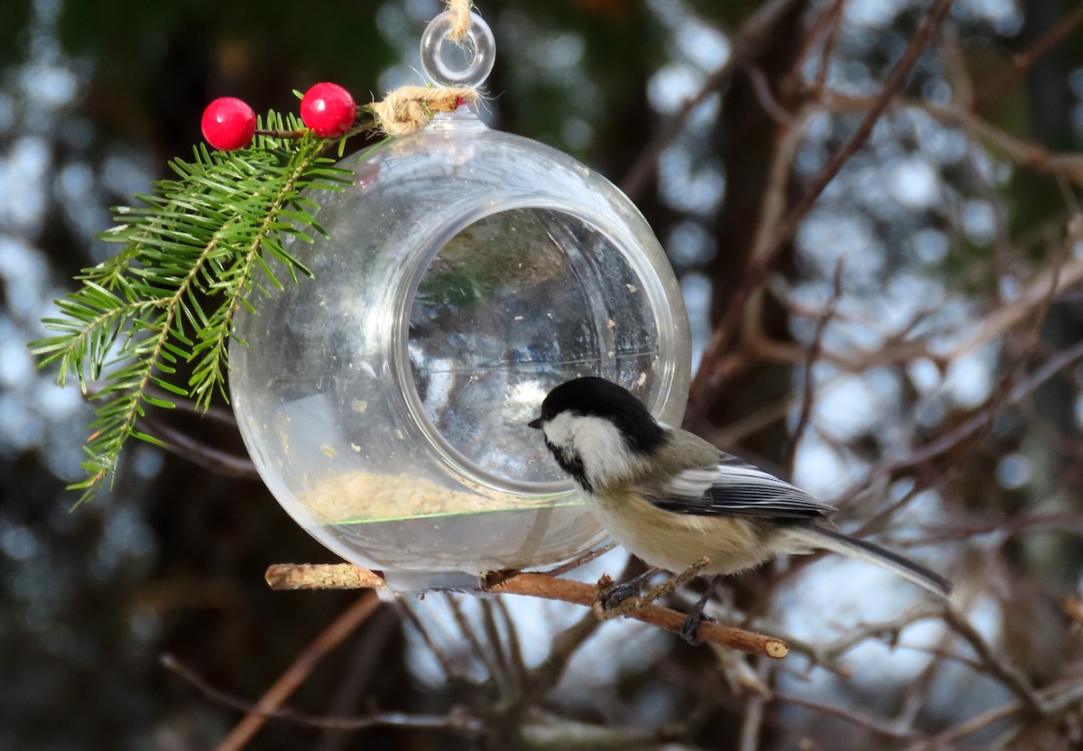 Гаїчка світлокрила - ML647795204