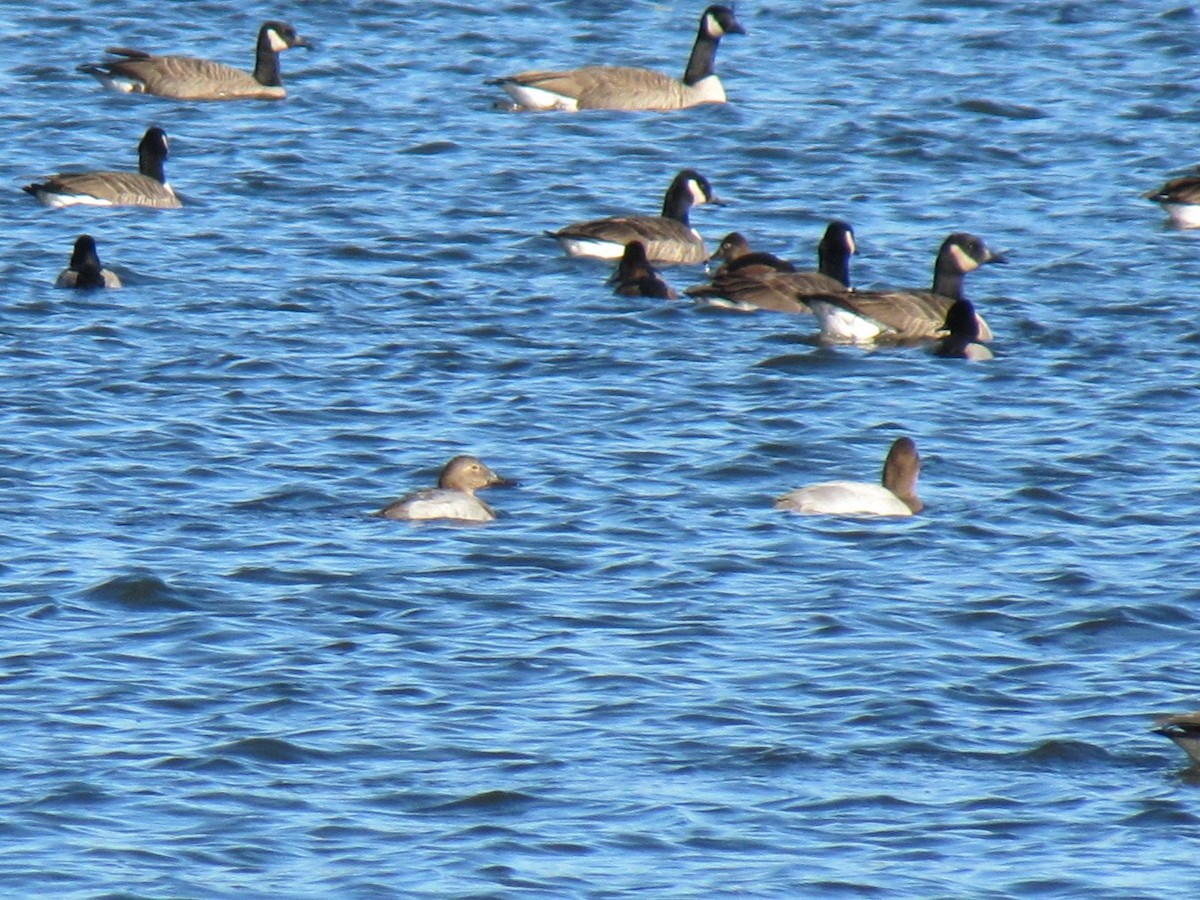 Büyük Elmabaş - ML647795219