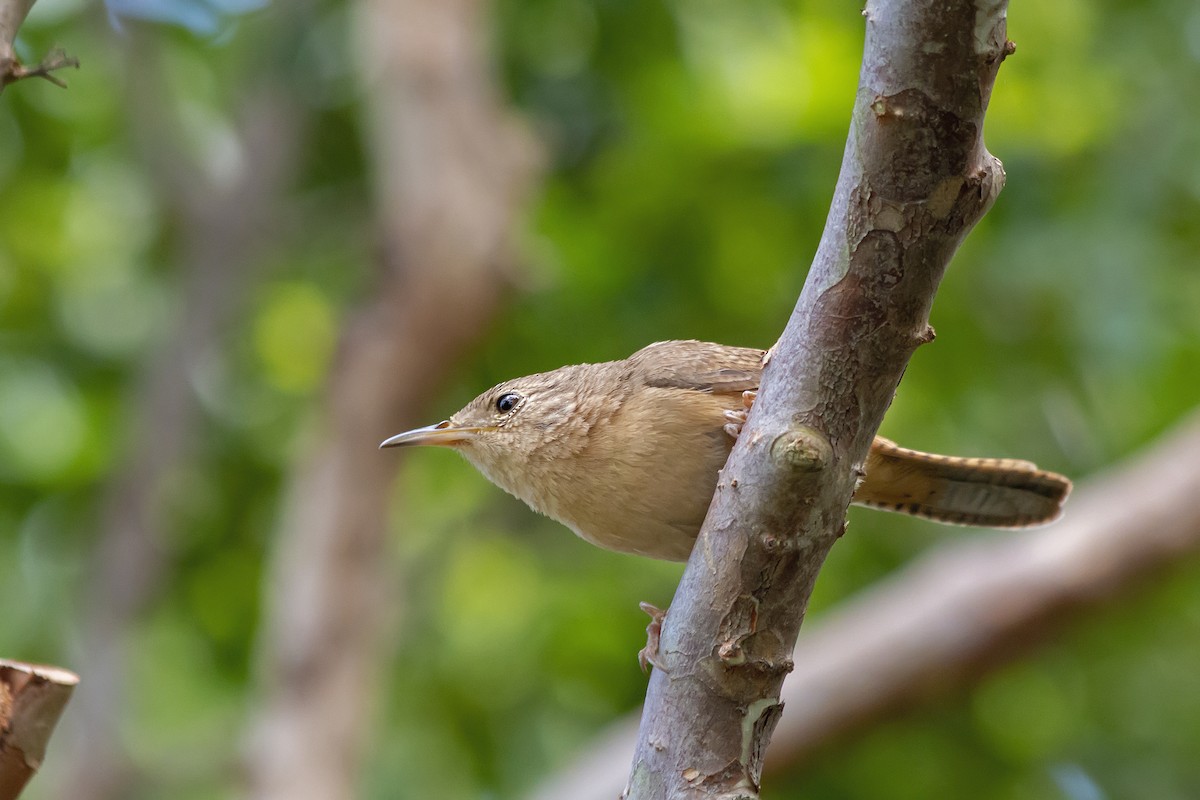 Southern House Wren - ML647795221