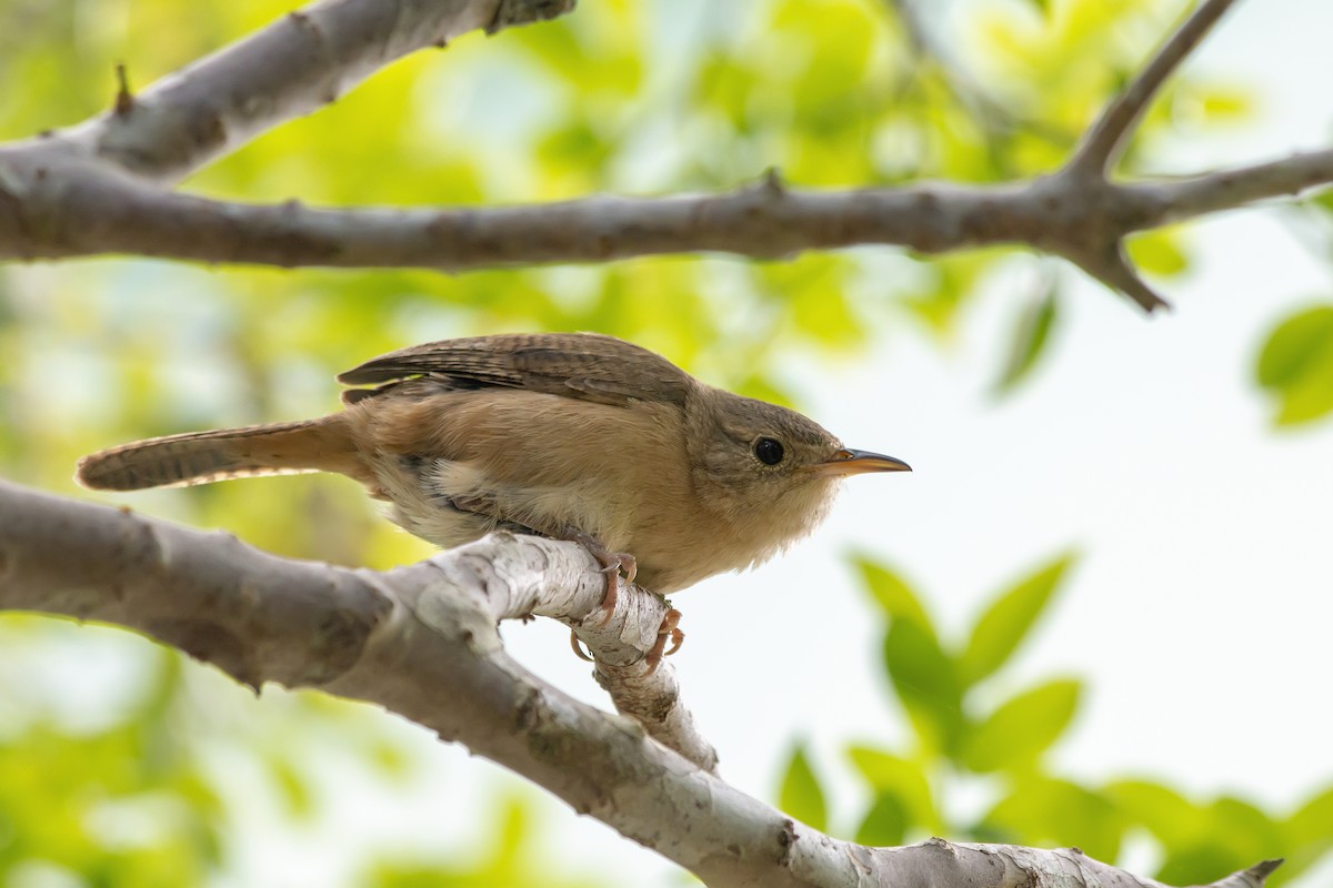 Southern House Wren - ML647795222