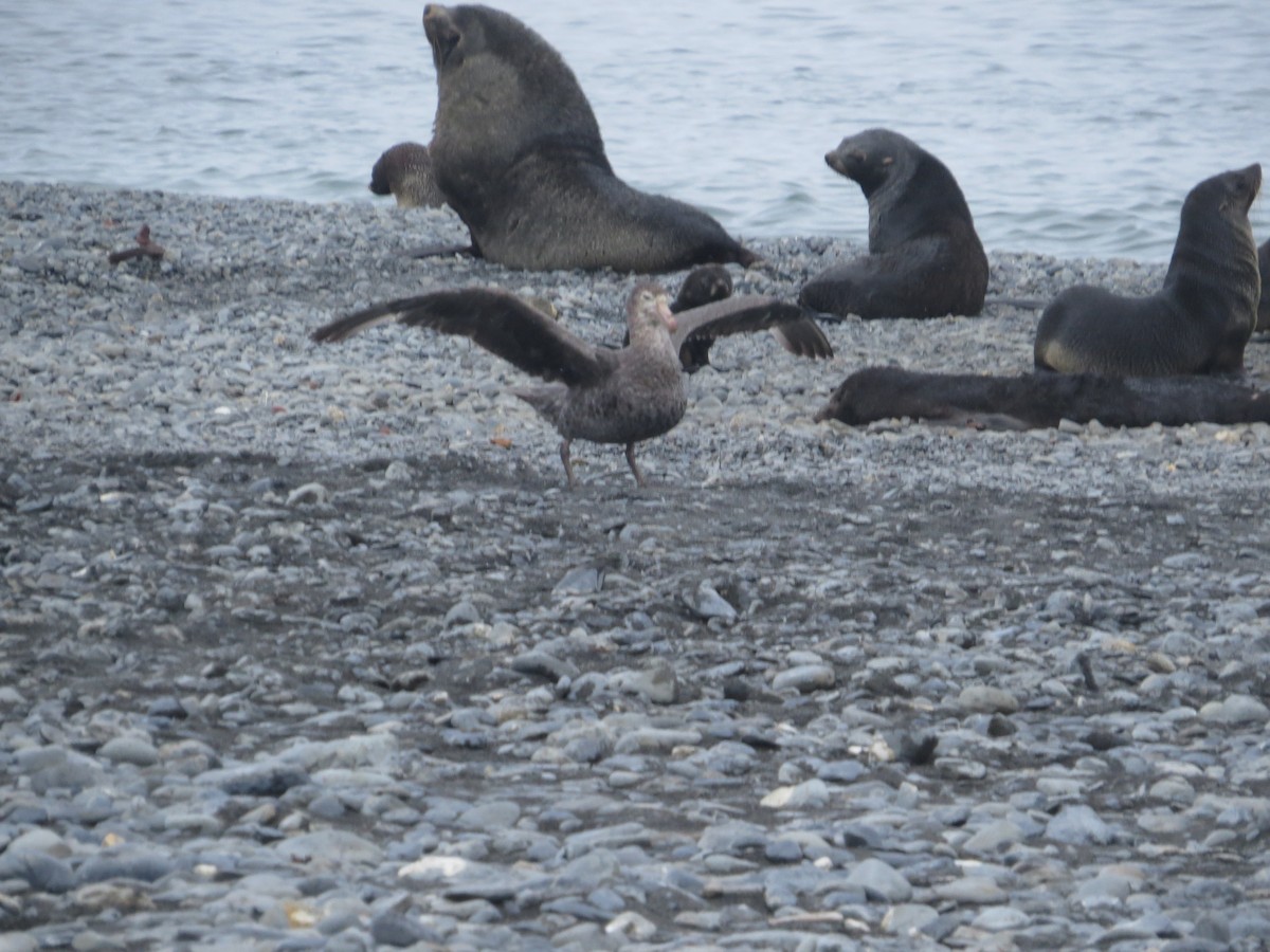 sørkjempepetrell - ML647795224