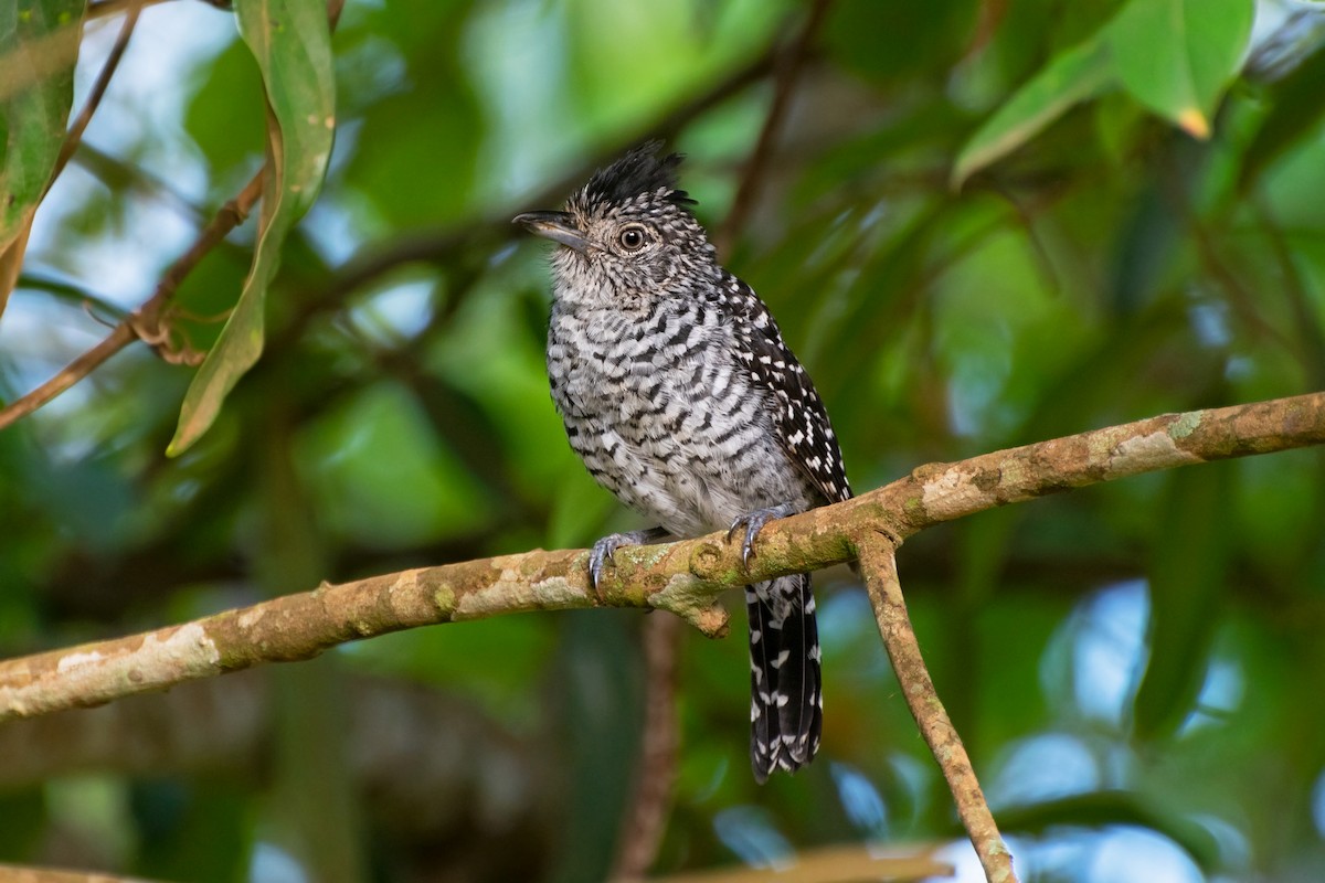 Barred Antshrike - ML647795227