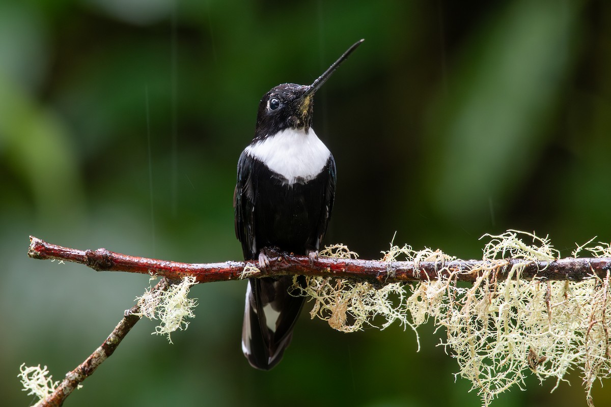 Kolyeli İnka [torquata grubu] - ML647795229