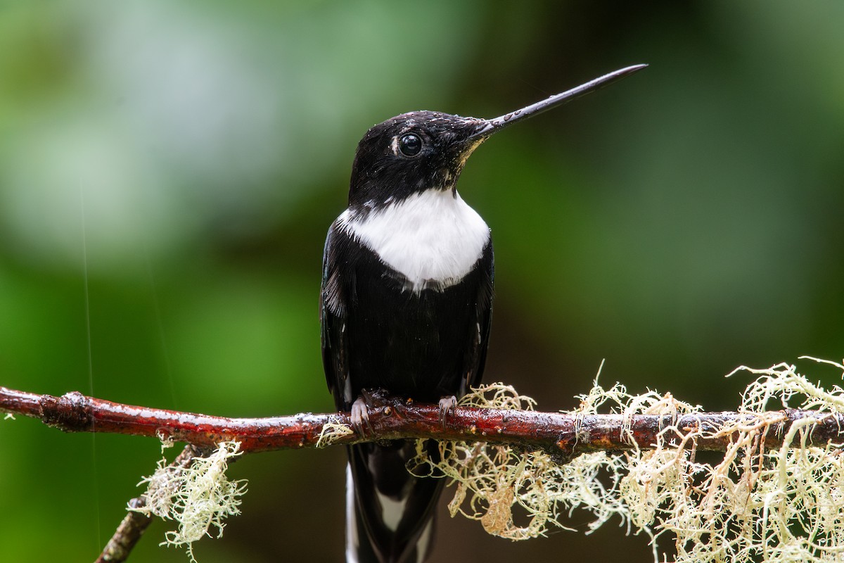 Kolyeli İnka [torquata grubu] - ML647795230