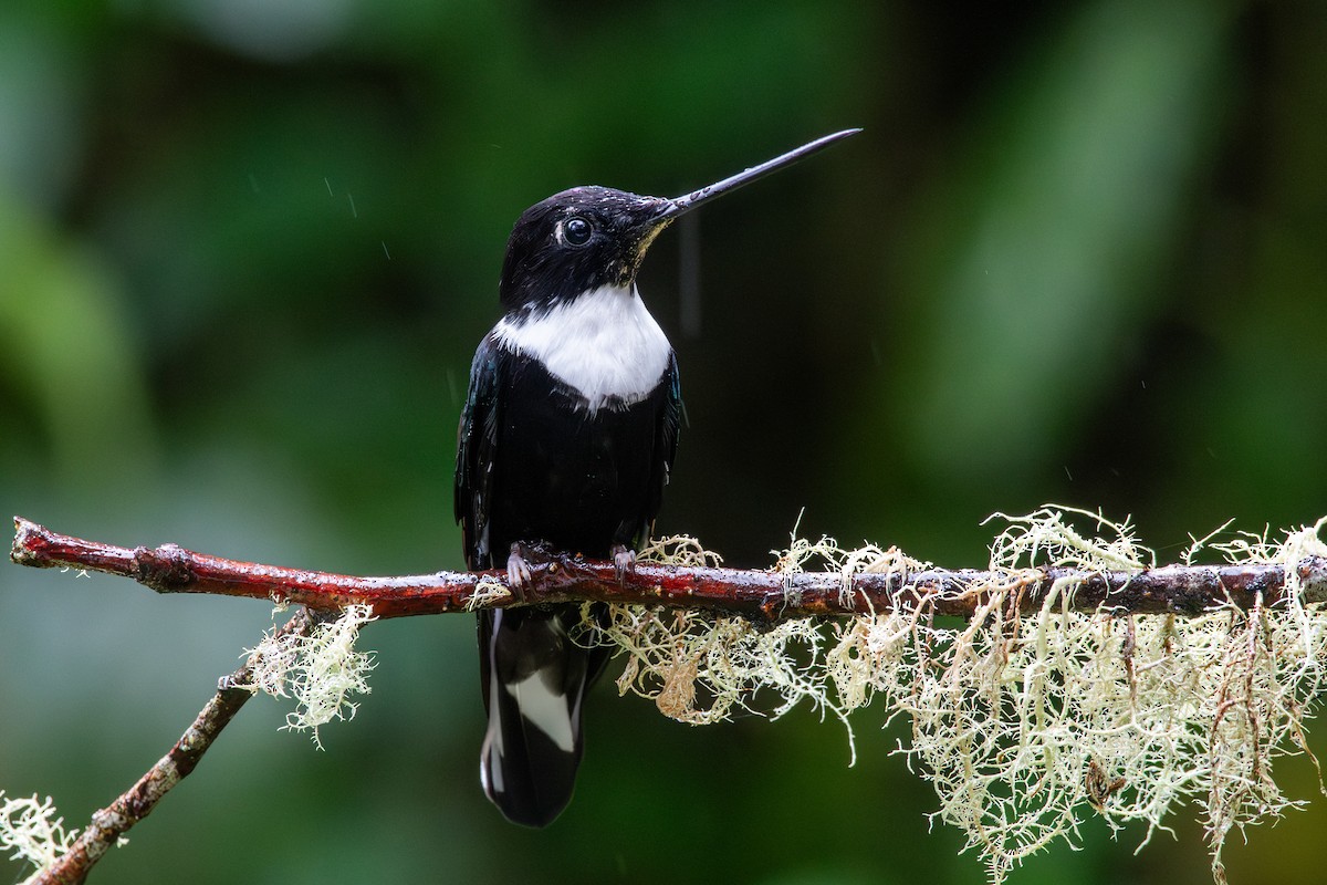 Kolyeli İnka [torquata grubu] - ML647795231