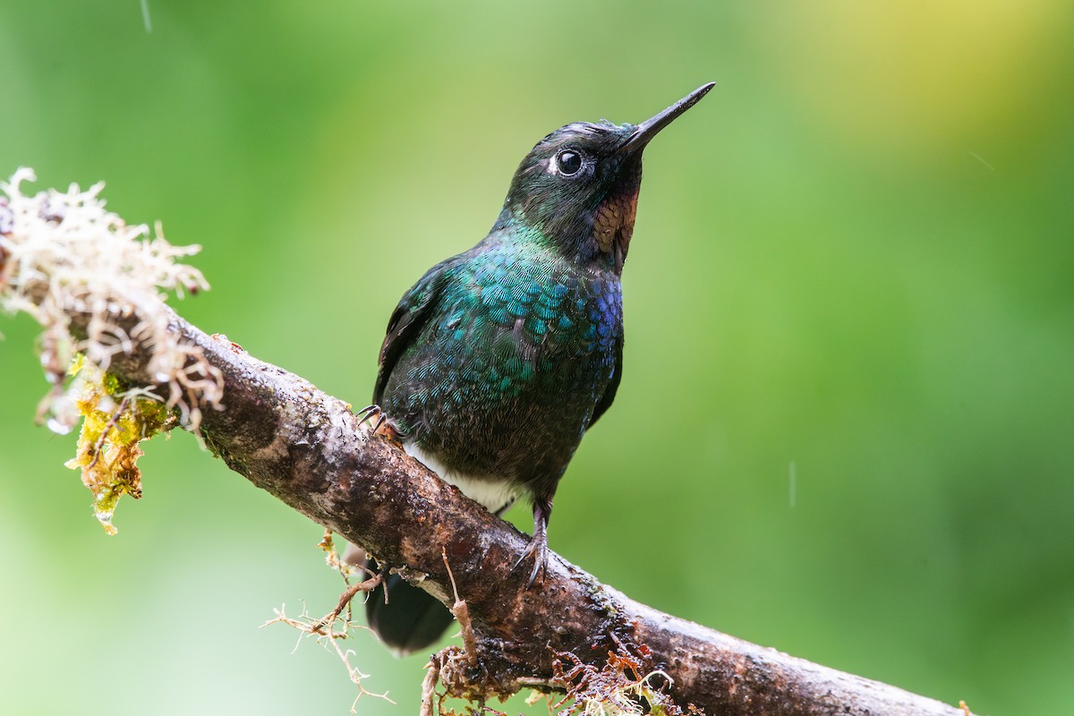 Tourmaline Sunangel - ML647795237