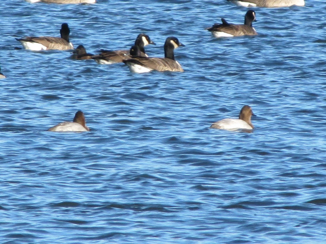 Büyük Elmabaş - ML647795239