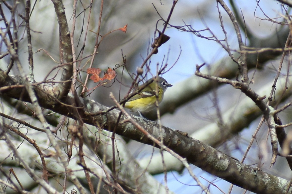 zelenáček brýlový - ML647795253