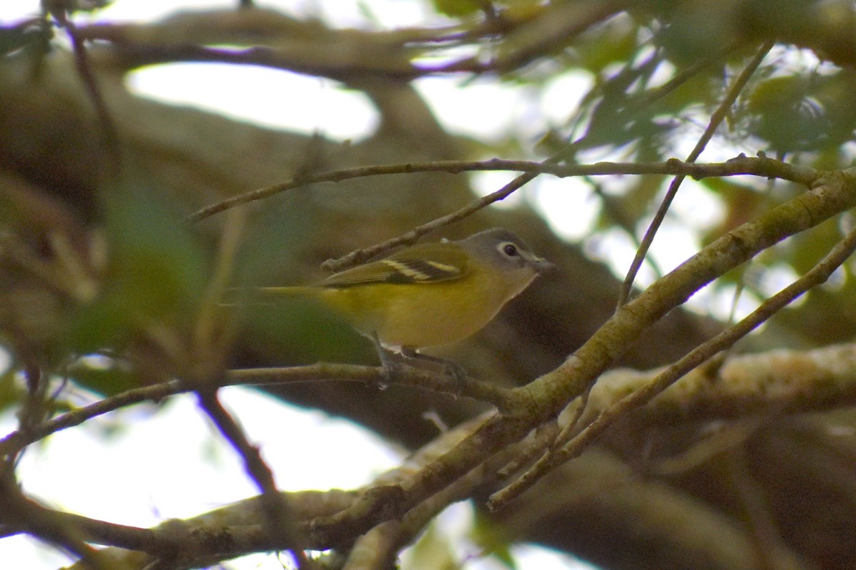 zelenáček brýlový - ML647795257