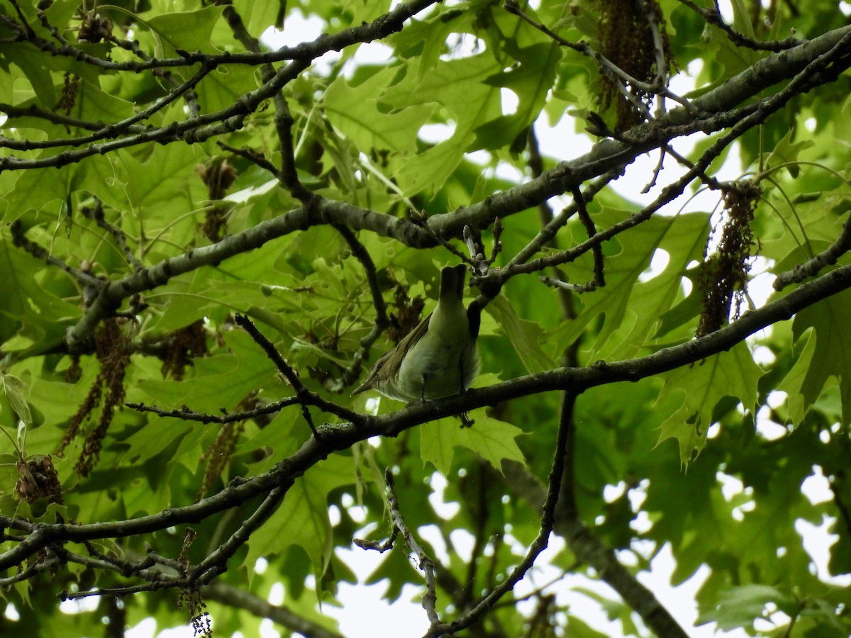 Красноглазый виреон - ML647795259